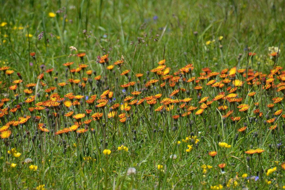 Latschenbrennerei und Platzer Alm 23.06.2020